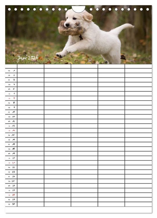 Produktbild: Familienplaner: Golden Retriever Welpen (Wandkalender 2026 DIN A4 hoch), CALVENDO Monatskalender