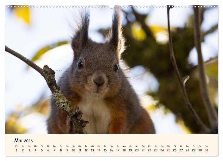 Produktbild: Oachkatzl (Wandkalender 2026 DIN A2 quer), CALVENDO Monatskalender