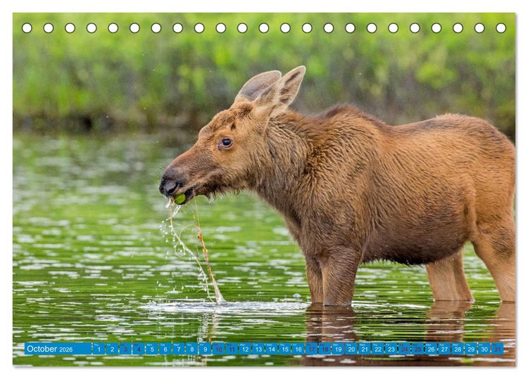 Produktbild: FIRST STEPS FOR BABY MOOSE (Desk Calendar 2026 DIN A5 landscape), CALVENDO 12 Month DeskCalendar