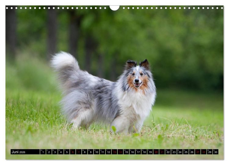 Produktbild: Shetland Sheepdogs - Kleine Charmeure (Wandkalender 2026 DIN A3 quer), CALVENDO Monatskalender