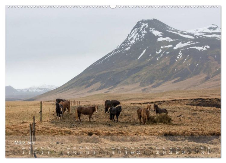 Produktbild: Islandpferde - Der T&ouml;lt Kalender (hochwertiger Premium Wandkalender 2026 DIN A2 quer), Kunstdruck in Hochglanz