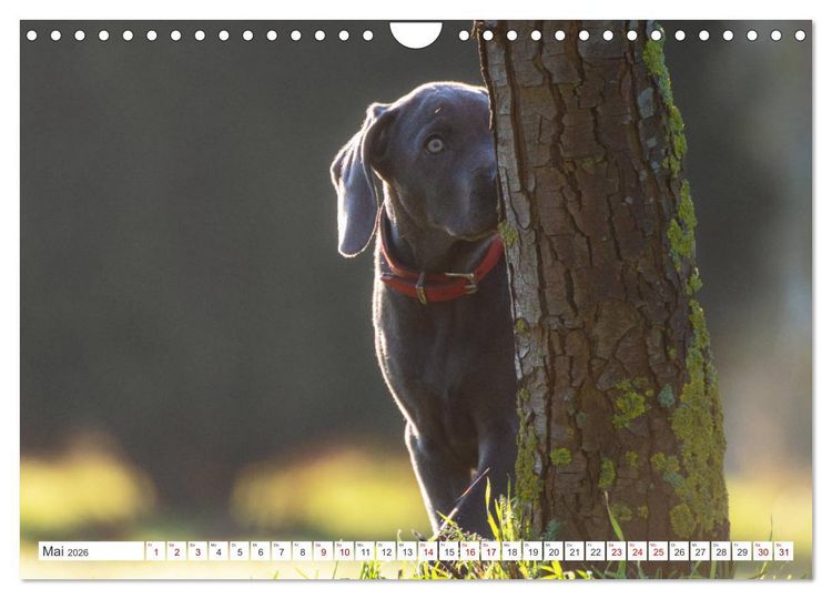 Produktbild: Weimaraner-Labrador (Wandkalender 2026 DIN A4 quer), CALVENDO Monatskalender