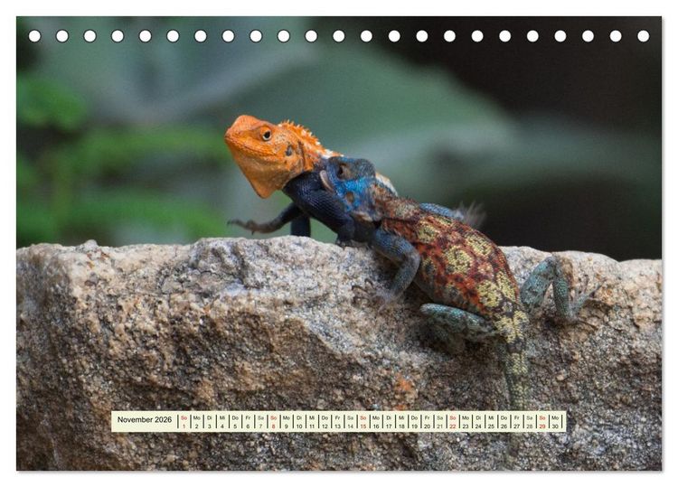 Produktbild: Reptilien des s&uuml;dlichen Afrikas (Tischkalender 2026 DIN A5 quer), CALVENDO Monatskalender