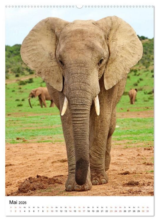 Produktbild: S&Uuml;DAFRIKA Wild-Tiere im Addo Elephant Park (hochwertiger Premium Wandkalender 2026 DIN A2 hoch), Kunstdruck in Hochglanz