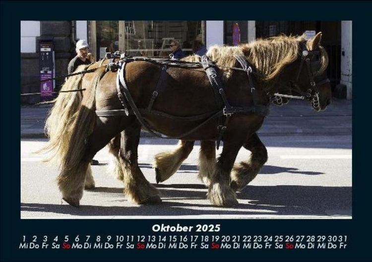 Produktbild: Pferde Kalender 2025 Fotokalender DIN A5
