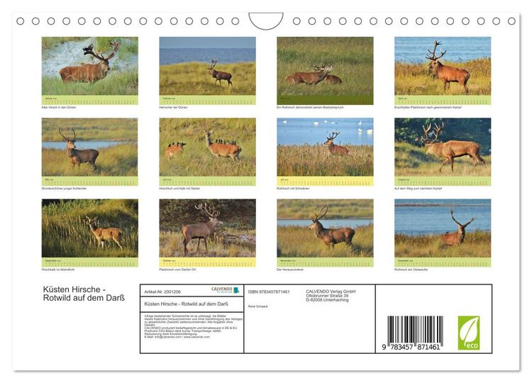 Produktbild: K&uuml;sten Hirsche - Rotwild auf dem Dar&szlig; (Wandkalender 2026 DIN A4 quer), CALVENDO Monatskalender
