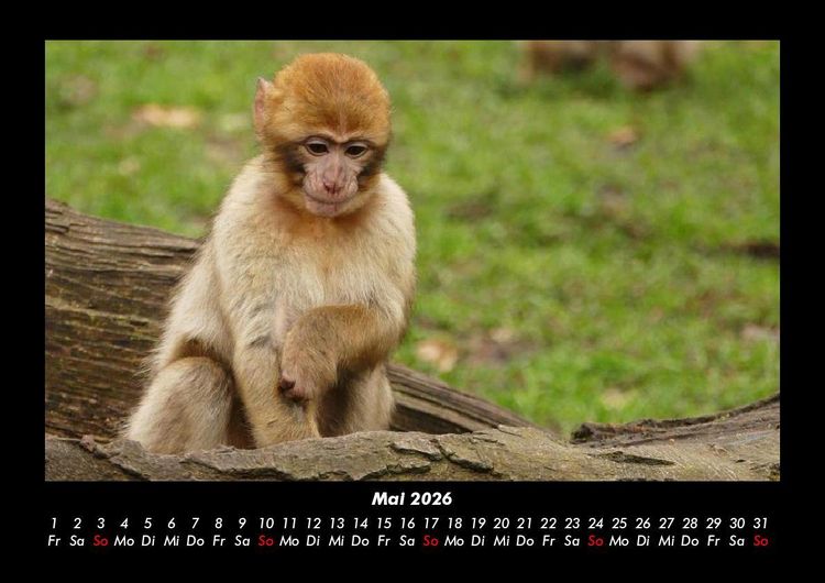 Produktbild: Tierkalender 2026 Fotokalender DIN A3