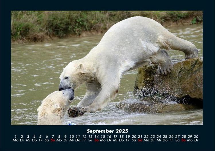 Produktbild: Pinguine & Eisb&auml;ren 2025 Fotokalender DIN A4