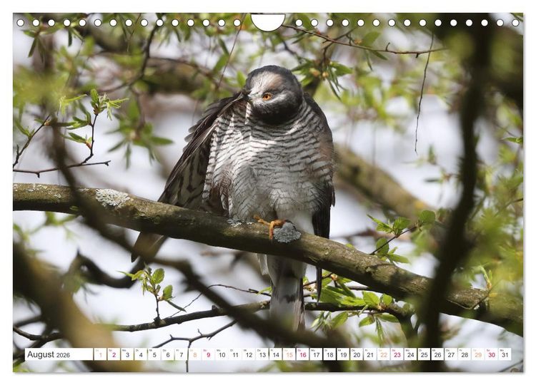 Produktbild: Sperber - Kleiner Vogel Greif (Wandkalender 2026 DIN A4 quer), CALVENDO Monatskalender