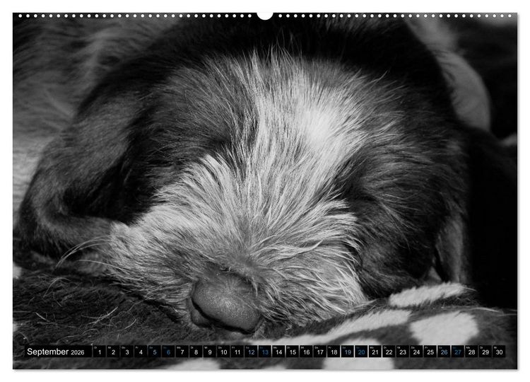 Produktbild: Carissimo Spinone Italiano (hochwertiger Premium Wandkalender 2026 DIN A2 quer), Kunstdruck in Hochglanz
