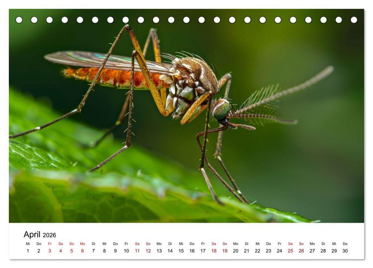 Produktbild: Insekten hautnah (Tischkalender 2026 DIN A5 quer), CALVENDO Monatskalender