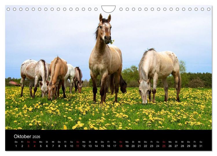 Produktbild: Wilde Pferde (Wandkalender 2026 DIN A4 quer), CALVENDO Monatskalender