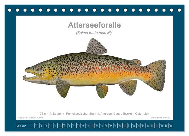 Produktbild: Fisch als Kunst 2027: Seeforellen (Tischkalender 2027 DIN A5 quer), CALVENDO Monatskalender