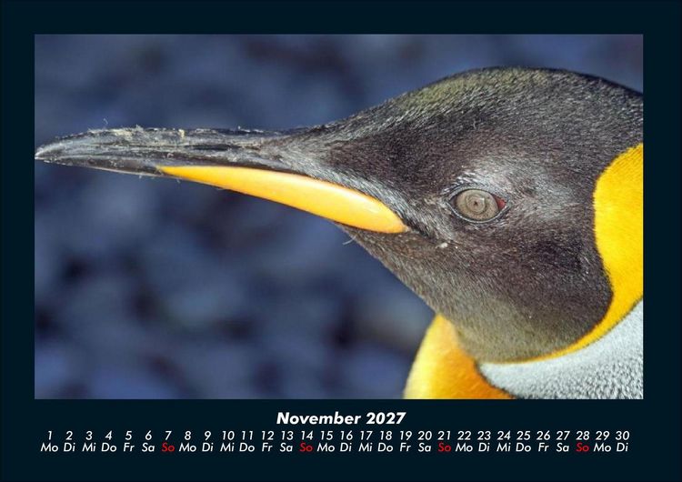 Produktbild: Pinguine & Eisb&auml;ren 2027 Fotokalender DIN A4