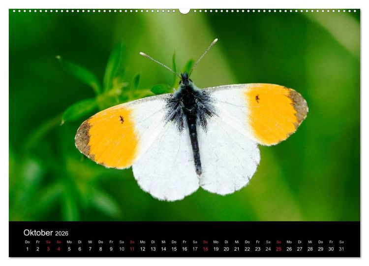 Produktbild: Schmetterlinge (Wandkalender 2026 DIN A2 quer), CALVENDO Monatskalender