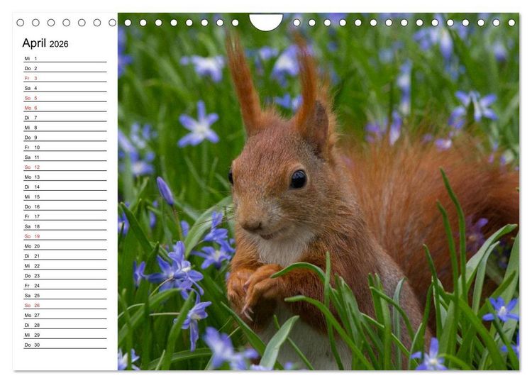 Produktbild: Mit dem Eichh&ouml;rnchen durchs Jahr (Wandkalender 2026 DIN A4 quer), CALVENDO Monatskalender
