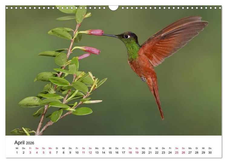 Produktbild: Kolibris - Juwelen der L&uuml;fte (Wandkalender 2026 DIN A3 quer), CALVENDO Monatskalender