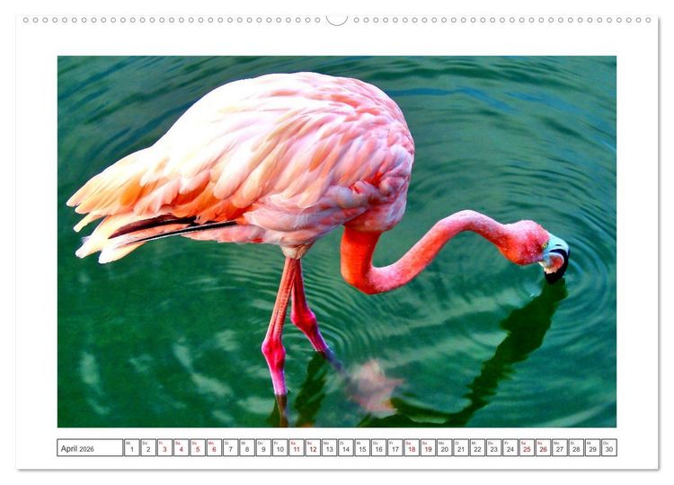 Produktbild: Pretty Flamingos in Cuba (hochwertiger Premium Wandkalender 2026 DIN A2 quer), Kunstdruck in Hochglanz