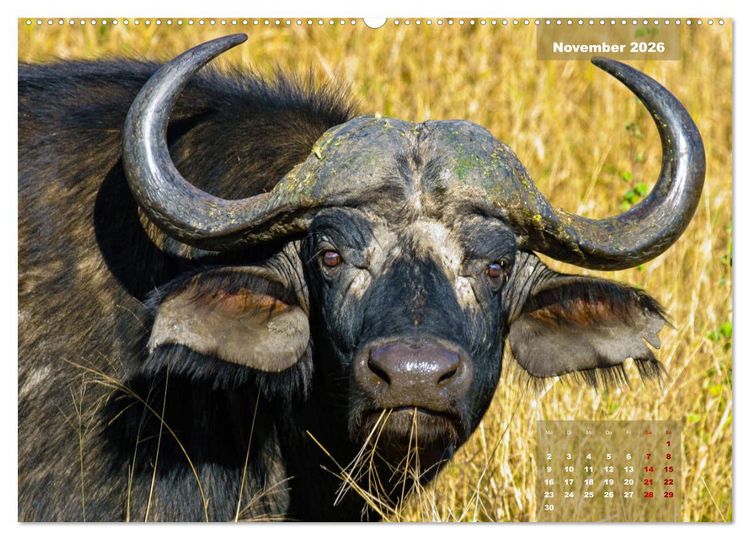Produktbild: Faszinierende Tierwelt des Kruger National Parks (hochwertiger Premium Wandkalender 2026 DIN A2 quer), Kunstdruck in Hochglanz