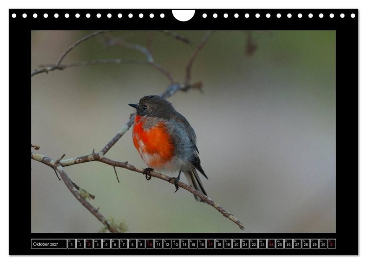 Produktbild: V&ouml;gel von "Down Under" Australien (Wandkalender 2027 DIN A4 quer), CALVENDO Monatskalender