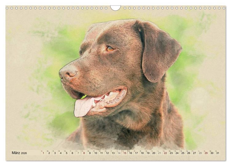Produktbild: Labrador Retriever 2026 (Wandkalender 2026 DIN A3 quer), CALVENDO Monatskalender