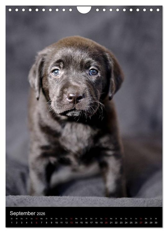 Produktbild: Labrador Welpen (Wandkalender 2026 DIN A4 hoch), CALVENDO Monatskalender