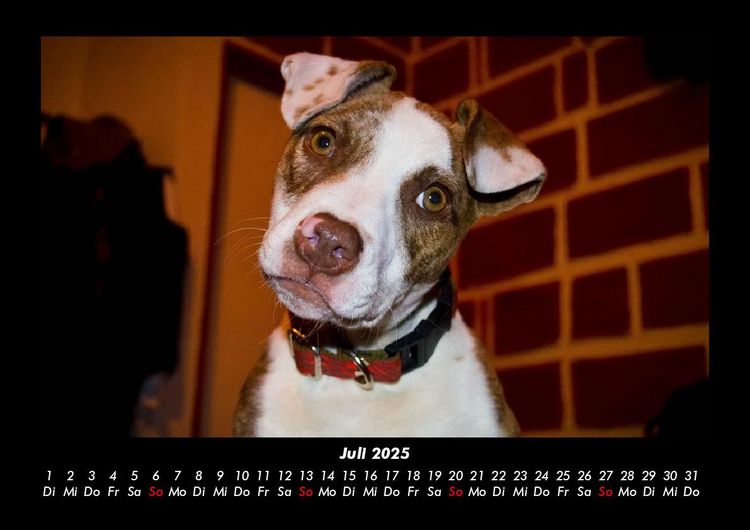 Produktbild: Welpen 2025 Fotokalender DIN A3