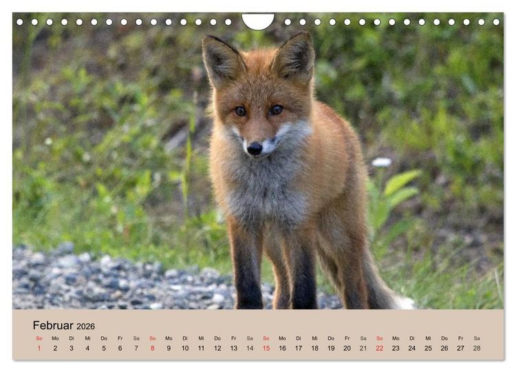 Produktbild: Der Fuchs. Bezaubernder Geselle (Wandkalender 2026 DIN A4 quer), CALVENDO Monatskalender