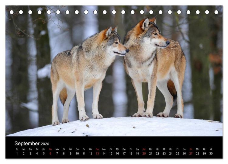 Produktbild: Kanadische W&ouml;lfe im Winter (Tischkalender 2026 DIN A5 quer), CALVENDO Monatskalender