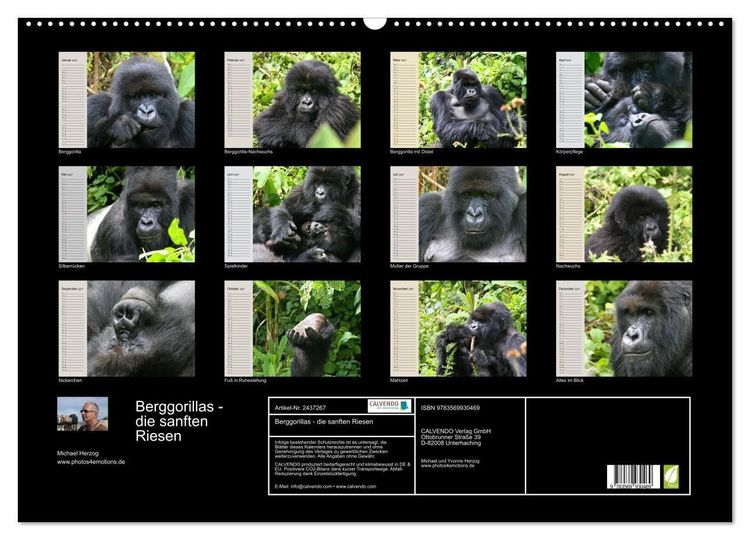 Produktbild: Berggorillas - die sanften Riesen (Wandkalender 2027 DIN A2 quer), CALVENDO Monatskalender