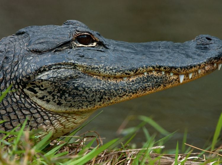 Produktbild: CALVENDO Puzzle Missisippi Alligator 2000 Teile Lege-Gr&ouml;&szlig;e 90 x 67 cm Foto-Puzzle Bild von Dieter-M. Wilczek