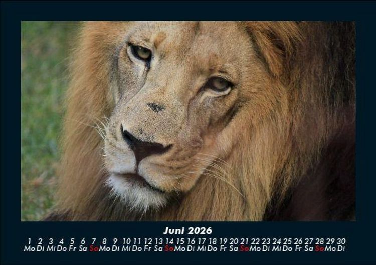 Produktbild: L&ouml;wen in der Wildnis 2026 Fotokalender DIN A5