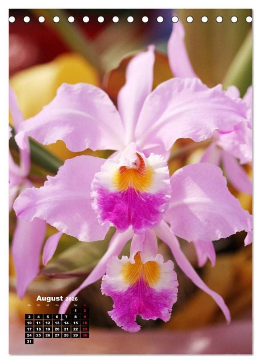 Produktbild: Kleine Orchideensch&auml;tze (Tischkalender 2026 DIN A5 hoch), CALVENDO Monatskalender