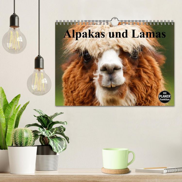 Produktbild: Alpakas und Lamas (Wandkalender 2026 DIN A4 quer), CALVENDO Monatskalender