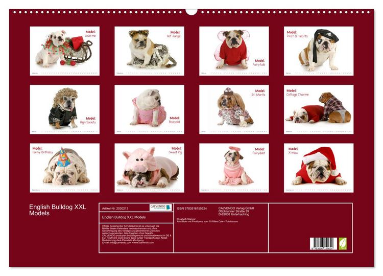 Produktbild: English Bulldog XXL Models (Wandkalender 2026 DIN A2 quer), CALVENDO Monatskalender