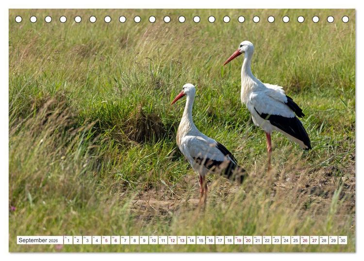 Produktbild: Sturmerprobt - V&ouml;gel an Nordfrieslands K&uuml;ste (Tischkalender 2026 DIN A5 quer), CALVENDO Monatskalender