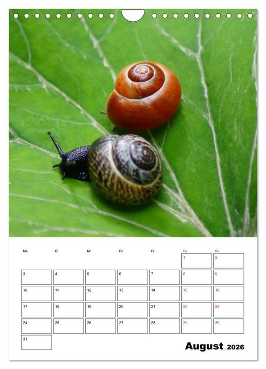 Produktbild: Die geheimnisvolle Welt der Schnecken (Wandkalender 2026 DIN A4 hoch), CALVENDO Monatskalender