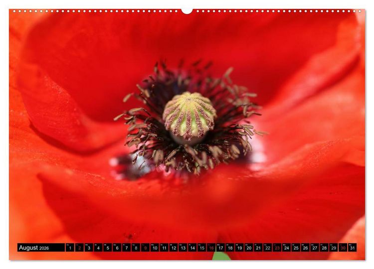 Produktbild: Mohnblumen (hochwertiger Premium Wandkalender 2026 DIN A2 quer), Kunstdruck in Hochglanz