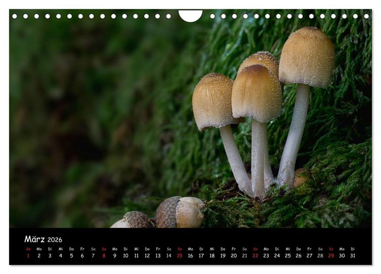 Produktbild: Pilzgalerie (Wandkalender 2026 DIN A4 quer), CALVENDO Monatskalender