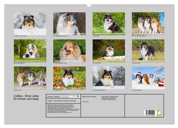 Produktbild: Collies - Eine Liebe f&uuml;r immer und ewig (Wandkalender 2026 DIN A2 quer), CALVENDO Monatskalender
