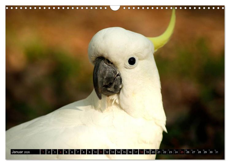 Produktbild: Die Tierwelt in Australien (Wandkalender 2026 DIN A3 quer), CALVENDO Monatskalender