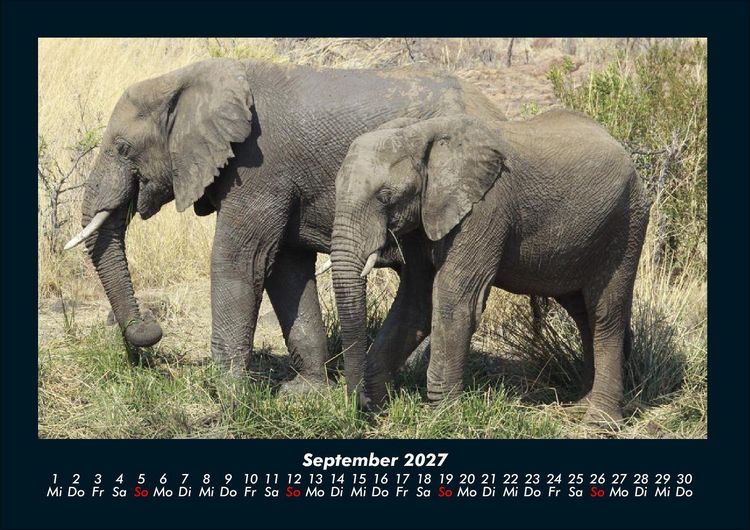 Produktbild: Der Elefantenkalender 2027 Fotokalender DIN A4