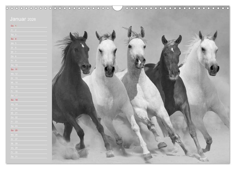 Produktbild: Arabische Pferde (Wandkalender 2026 DIN A3 quer), CALVENDO Monatskalender