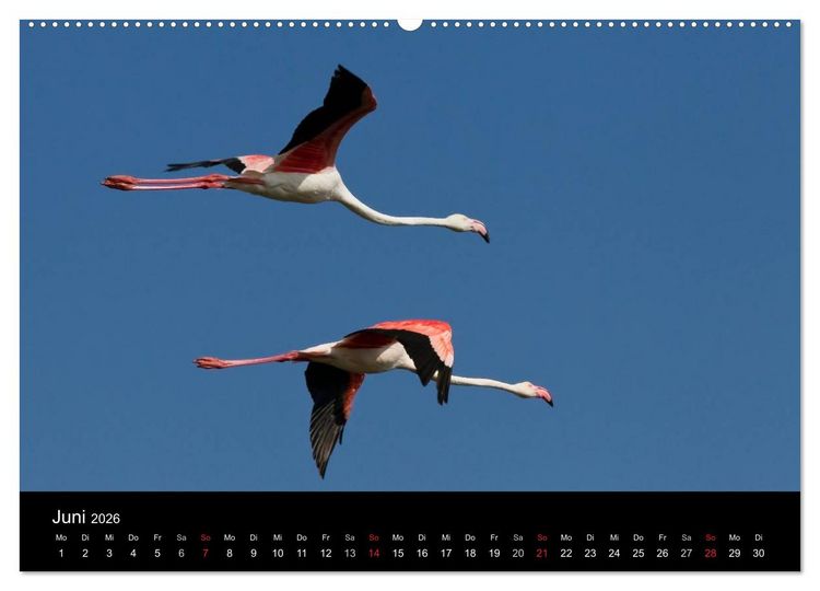 Produktbild: Flamingos der Camargue 2026 (hochwertiger Premium Wandkalender 2026 DIN A2 quer), Kunstdruck in Hochglanz