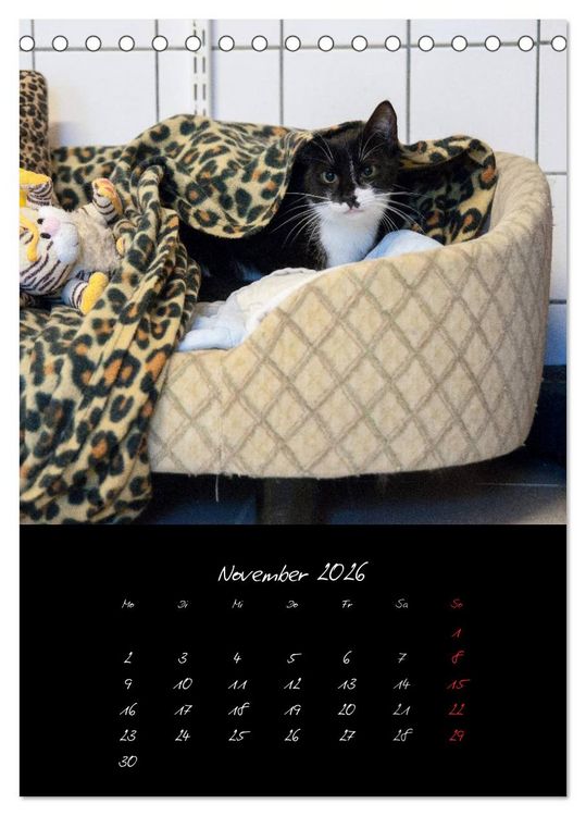 Produktbild: Katzenalltag 2026 (Tischkalender 2026 DIN A5 hoch), CALVENDO Monatskalender