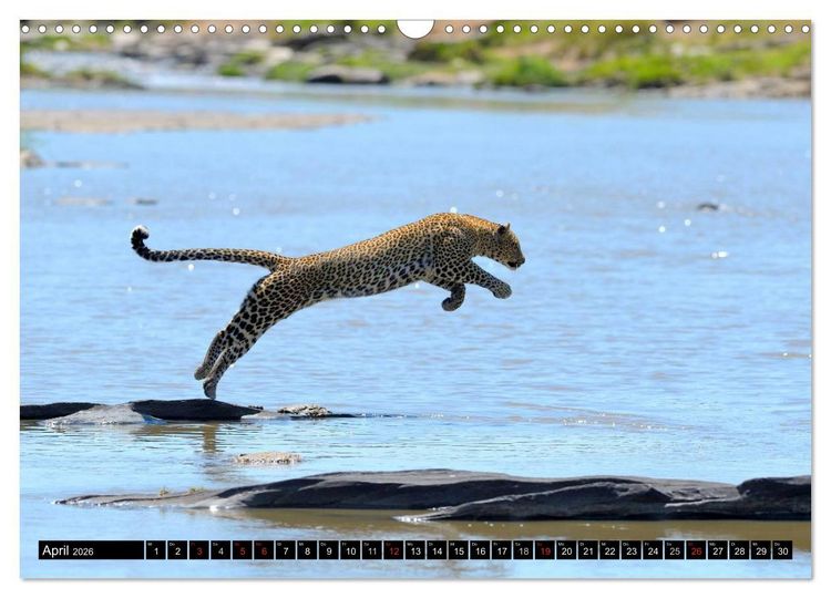 Produktbild: Faszination Afrika: Der Leopard (Wandkalender 2026 DIN A3 quer), CALVENDO Monatskalender