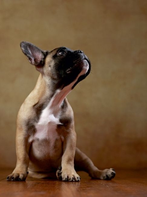 Produktbild: CALVENDO Puzzle Rocky - Franz&ouml;sische Bulldogge, 16 Wochen 1000 Teile Puzzle hoch | 1000 Teile Lege-Gr&ouml;&szlig;e 64 &times; 48 cm Foto-Puzzle f&uuml;r gl&uuml;ckliche Stunden