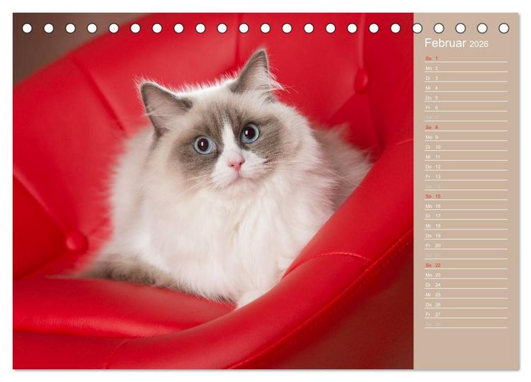 Produktbild: Zauberhafte Ragdolls / Geburtstagskalender (Tischkalender 2026 DIN A5 quer), CALVENDO Monatskalender