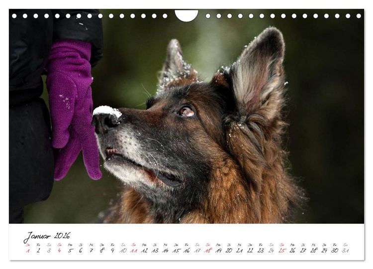 Produktbild: Zauberhafte Langhaar Sch&auml;ferhunde (Wandkalender 2026 DIN A4 quer), CALVENDO Monatskalender