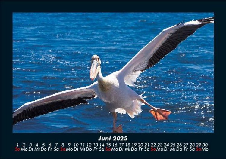 Produktbild: V&ouml;gel 2025 Fotokalender DIN A5